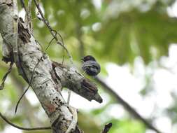 Image of Dusky Tit