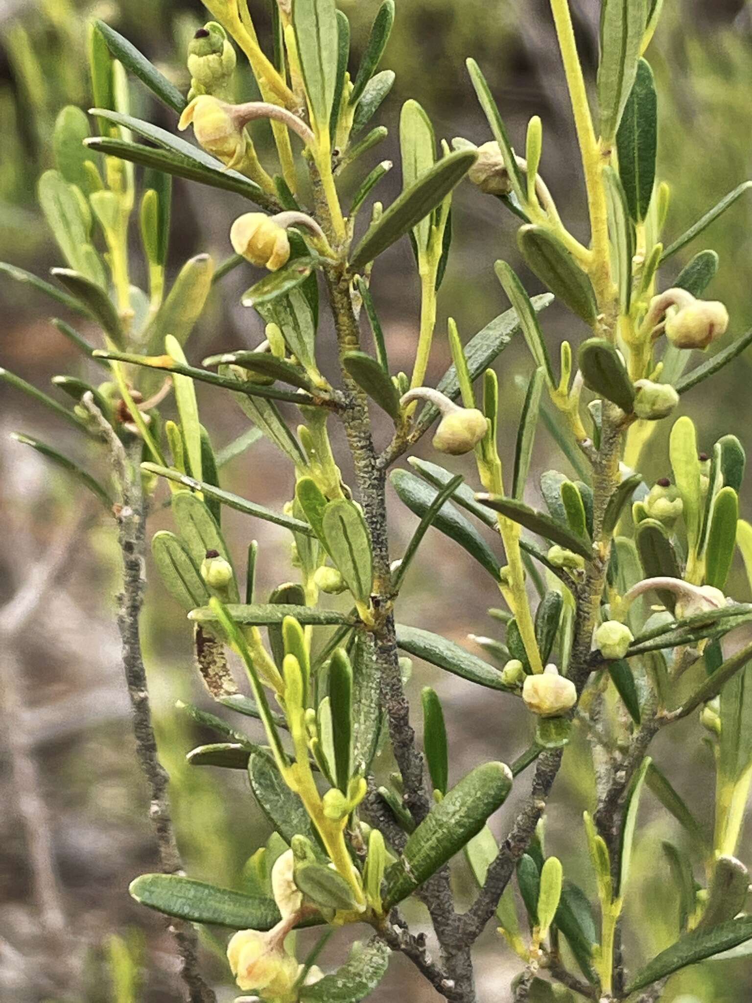 Image of Beyeria opaca F. Muell.