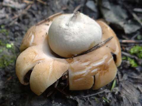 Image of Red-brown Earthstar