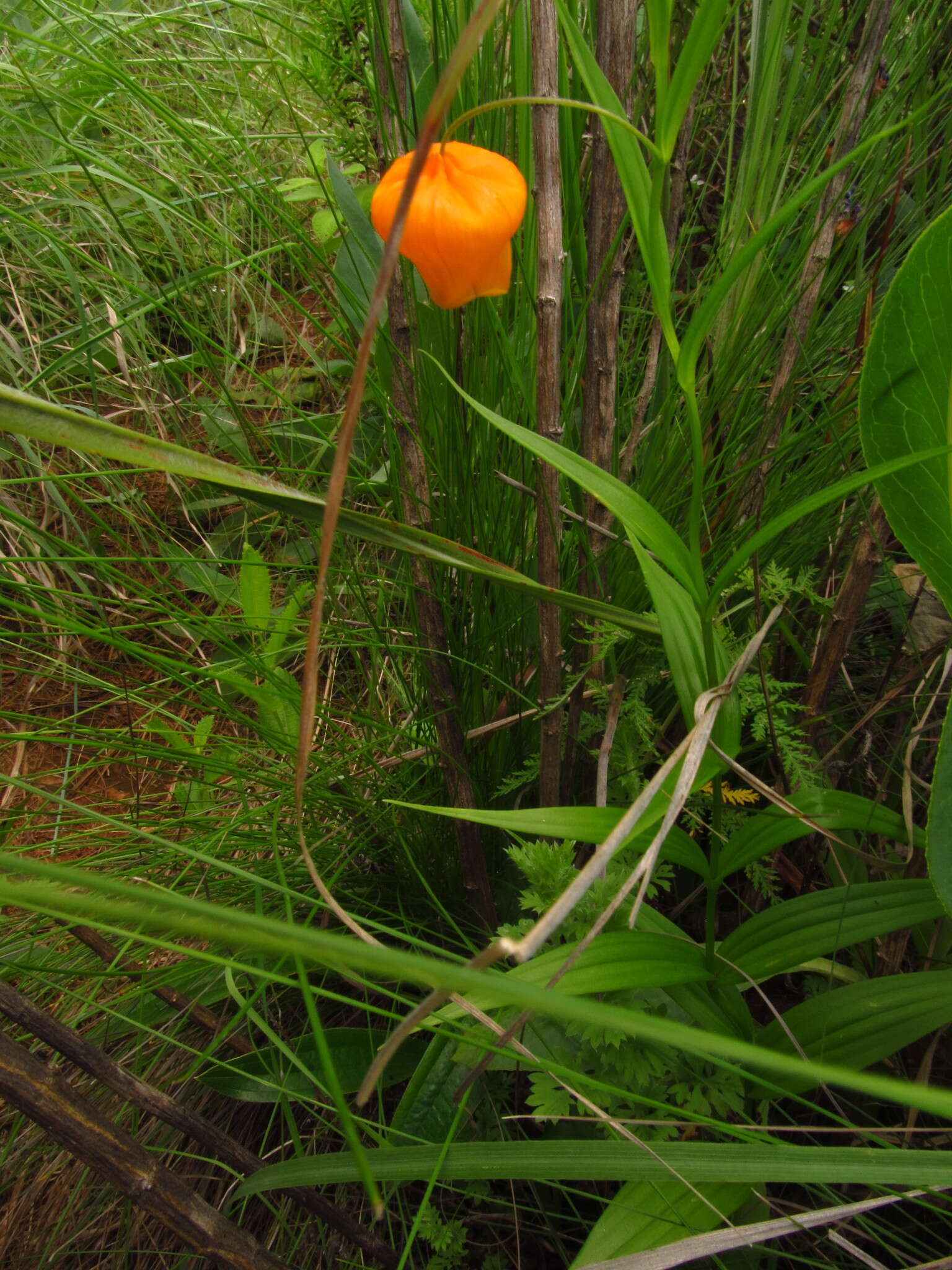 Image of Sandersonia aurantiaca Hook.