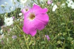 Image of Violet-flower petunia