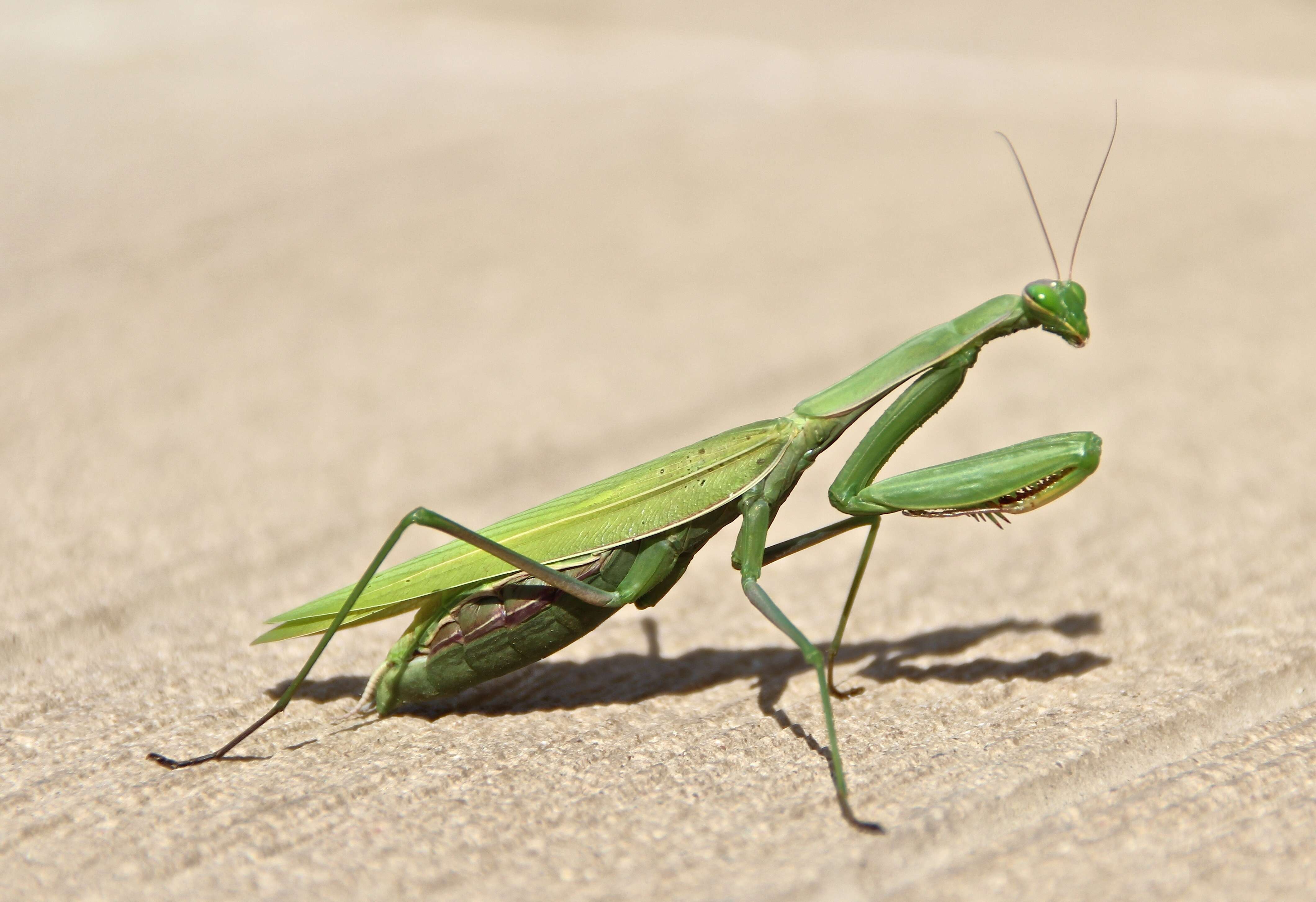 Image of Mantis