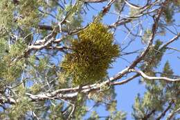 Image of juniper mistletoe