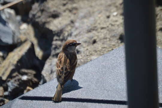 Image of Italian Sparrow