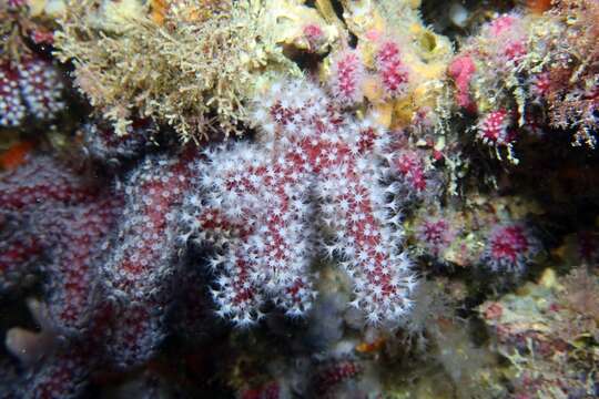 Imagem de Alcyonium acaule Marion 1878