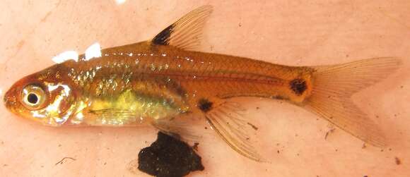 Image of Sickle barb