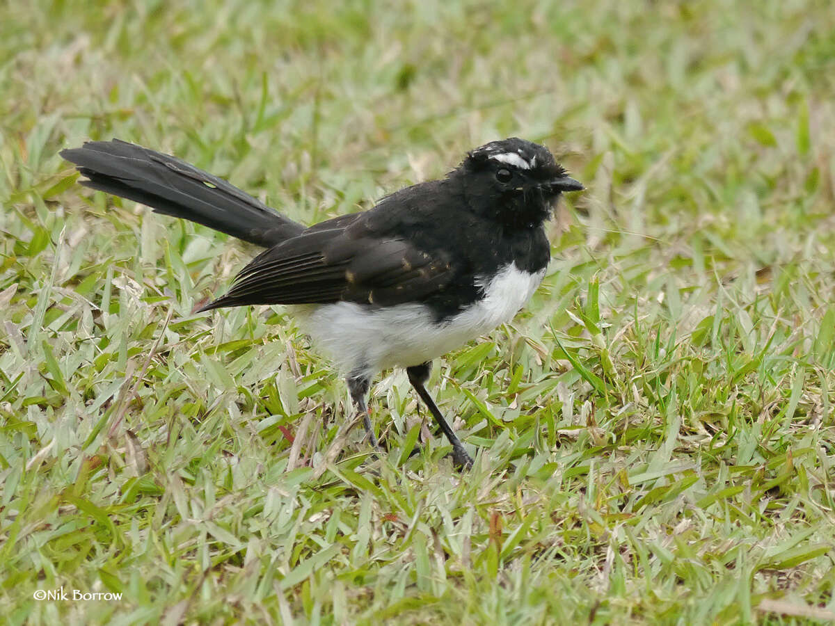 Plancia ëd Rhipidura leucophrys melaleuca (Quoy & Gaimard 1832)