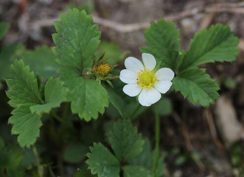 Image of Fragaria iinumae Makino