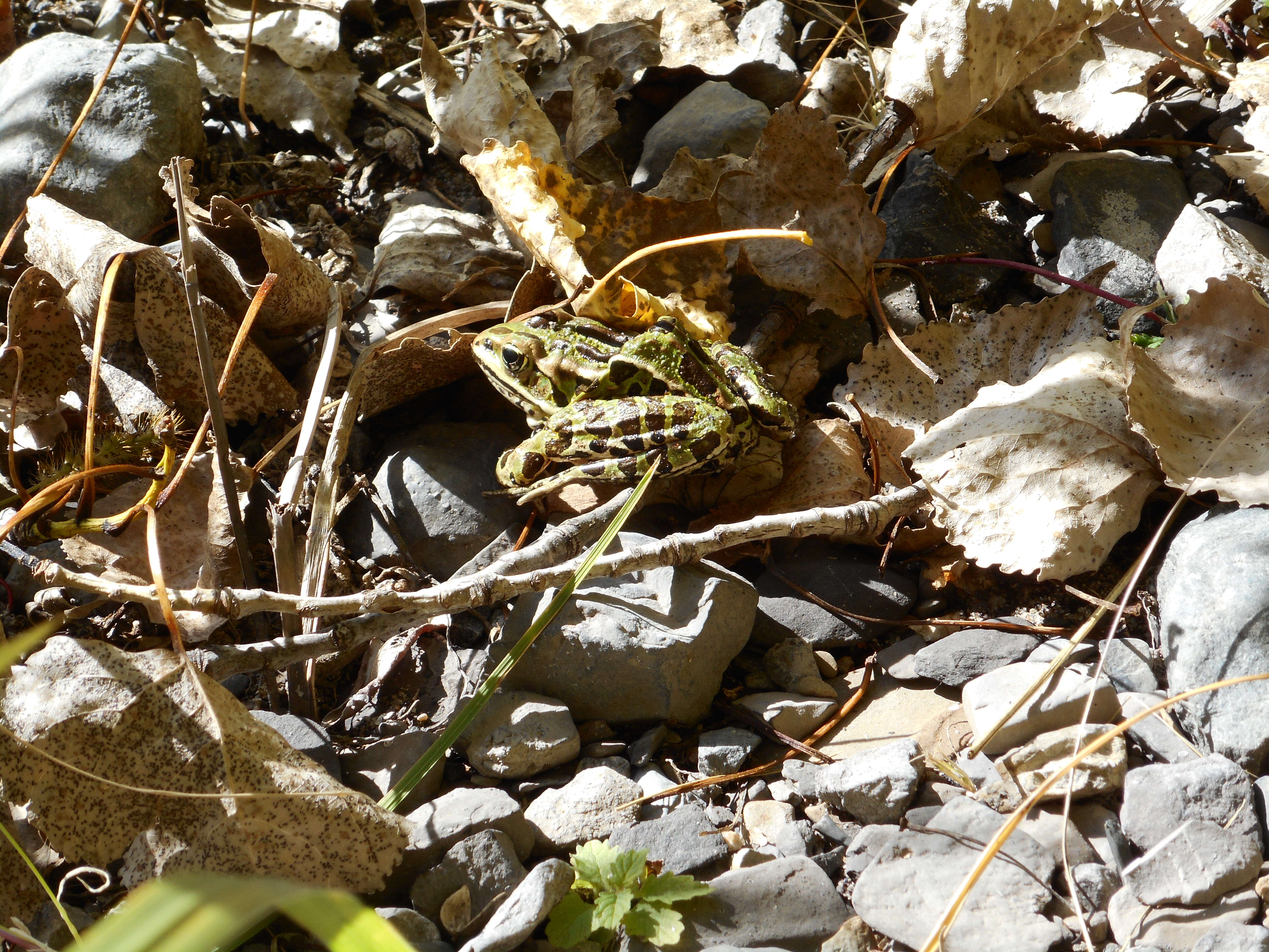 Image of Northern Leopard Frog