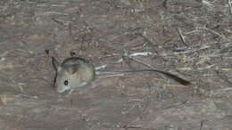 Image of Fawn Hopping Mouse