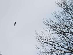 Image of White-tailed Eagle