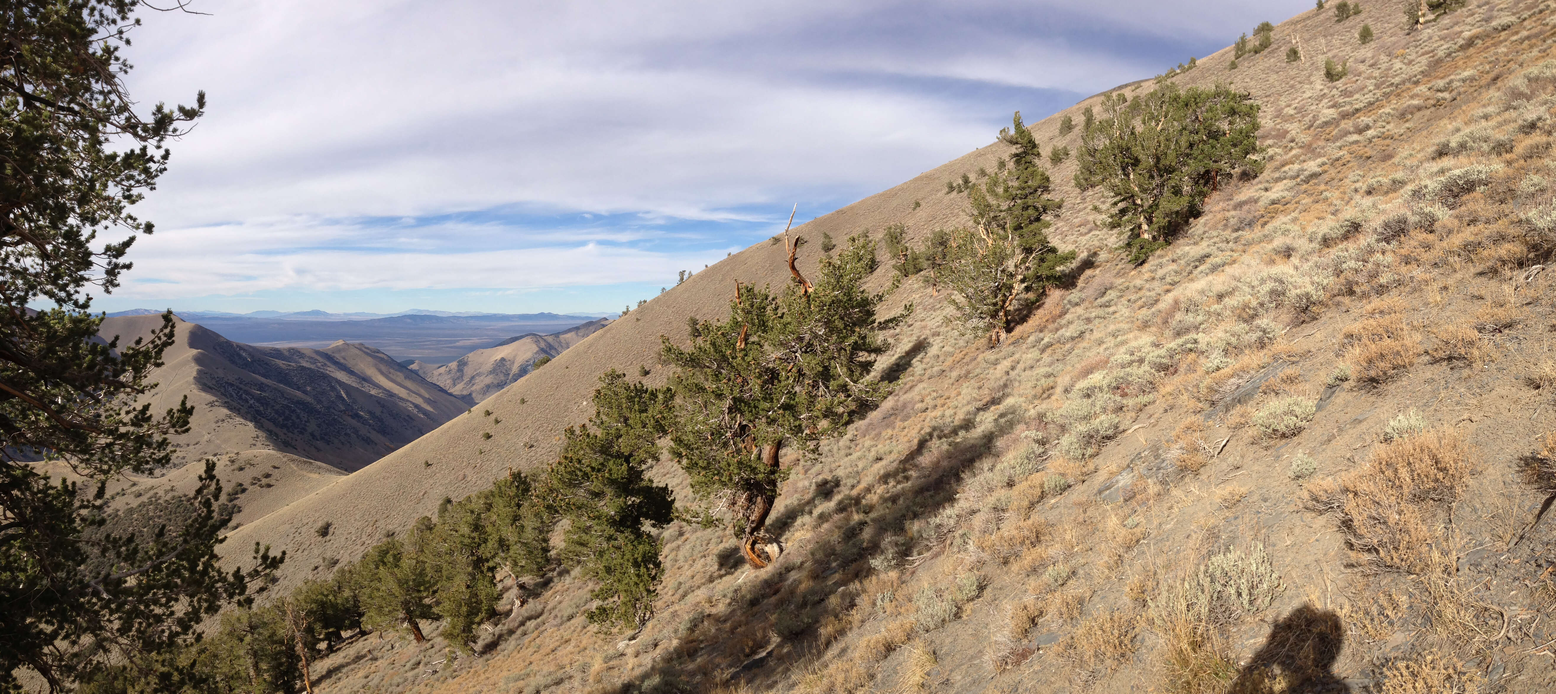 Image of Limber Pine