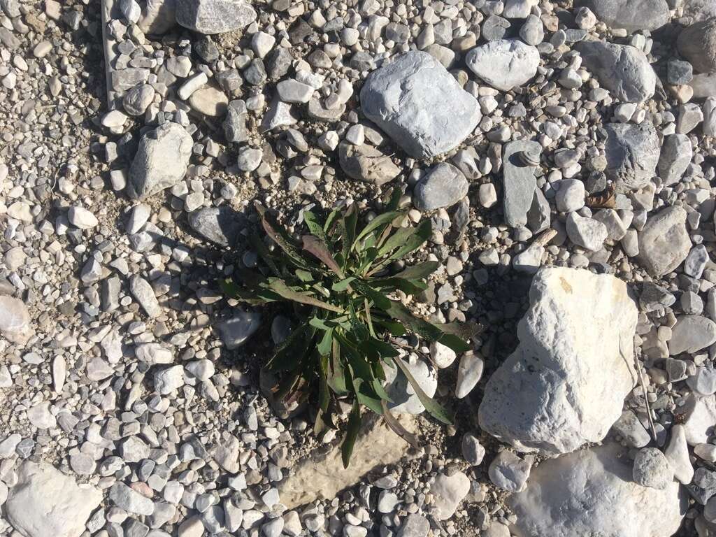 Chondrilla chondrilloides (Ard.) Karsten resmi