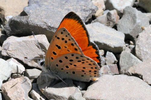 Image of <i>Lycaena ophion</i>