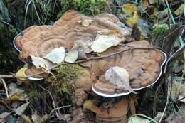 Image of Ganoderma applanatum