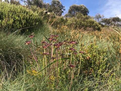 Image of Chaerophyllum eriopodum (DC.) K. F. Chung