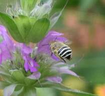 Image of California Anthophora