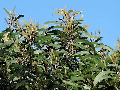 Image of Acacia georgensis Tindale