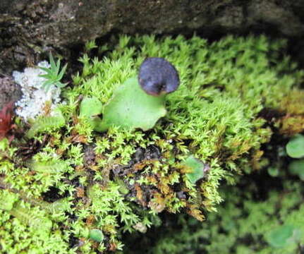 Image of Fan lichen;   Felt lichen