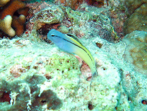 Image of Red Sea Mimic Blenny