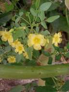 Image of shrubby woodsorrel