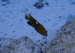 Image of Damselfish