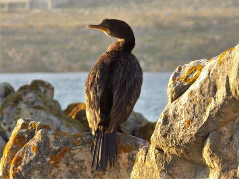 Image of Crowned Cormorant