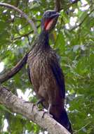 Image of Dusky-legged Guan