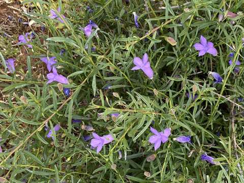 Imagem de Eremophila gilesii subsp. variabilis