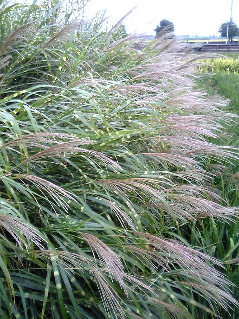 Imagem de Miscanthus sinensis Andersson