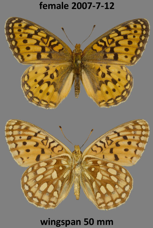 Image of Speyeria mormonia erinna Edwards 1882