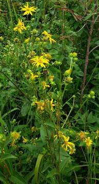 Silphium asteriscus var. latifolium (A. Gray) J. A. Clevinger resmi