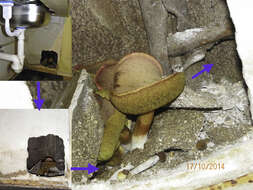 Image of Red-cracking Bolete