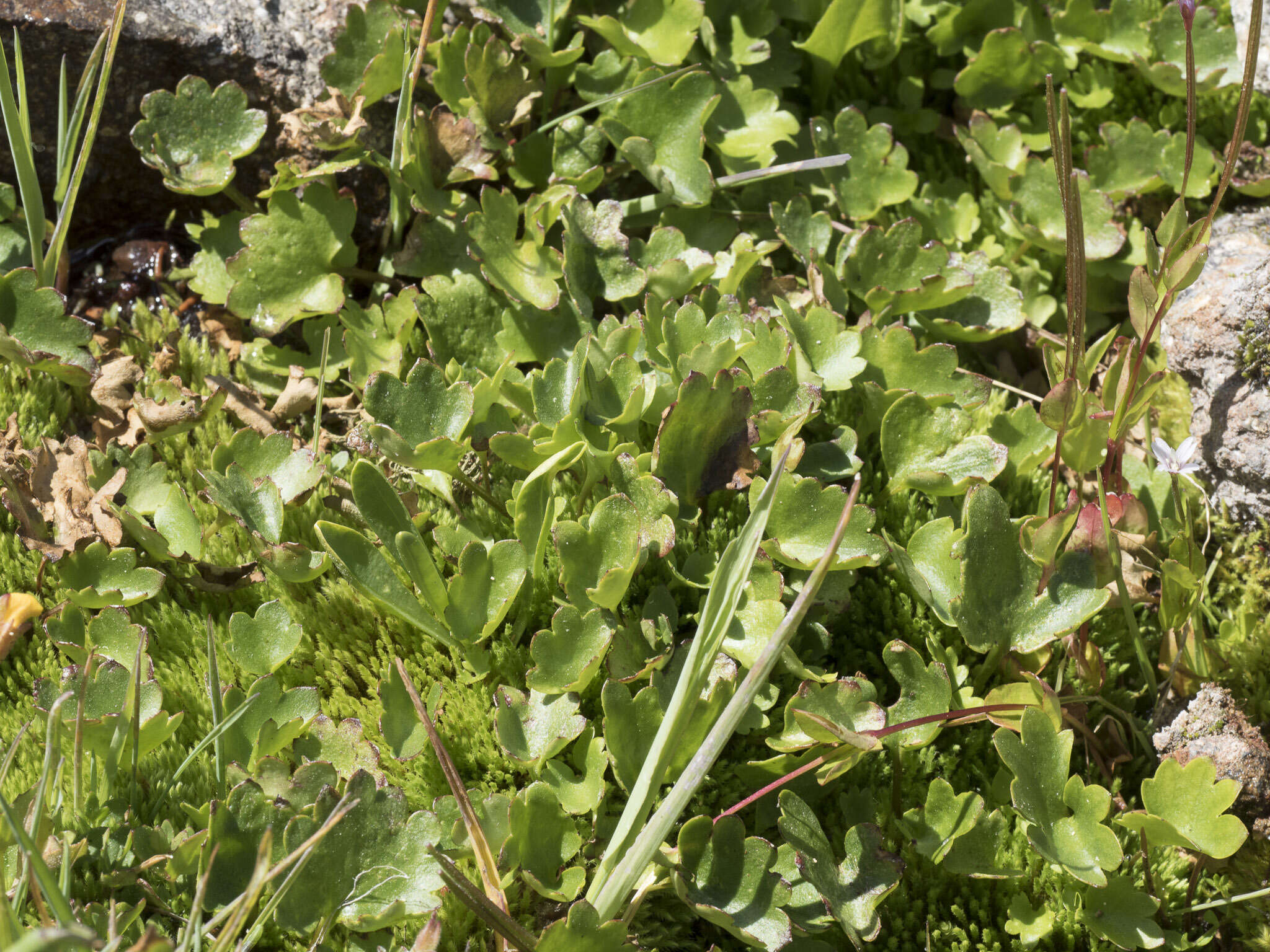 Image of Streambank Pseudosaxifrage