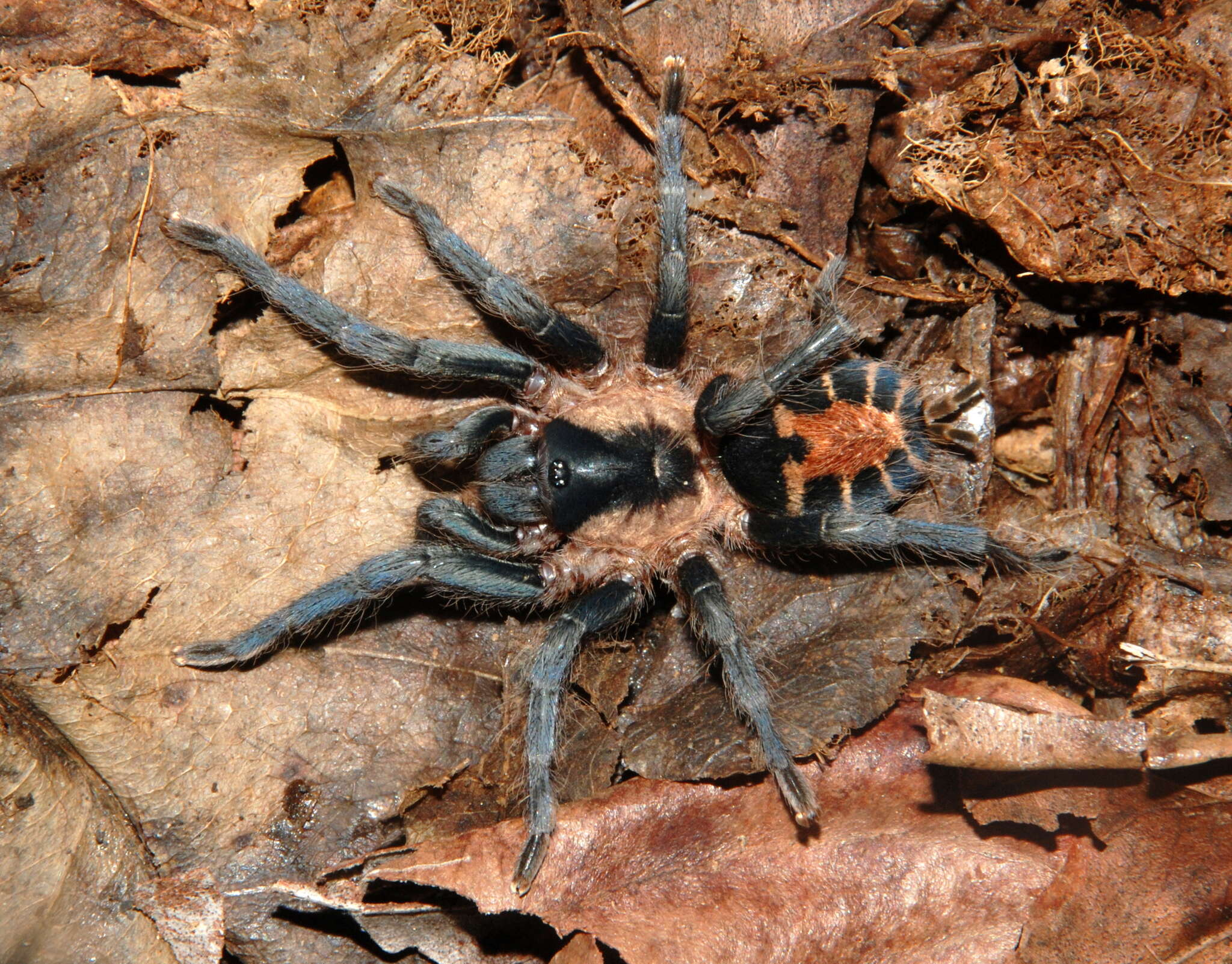 Image of Cyriocosmus bicolor (Schiapelli & Gerschman 1945)