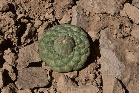 صورة Chaetanthera renifolia (Remy) Cabrera