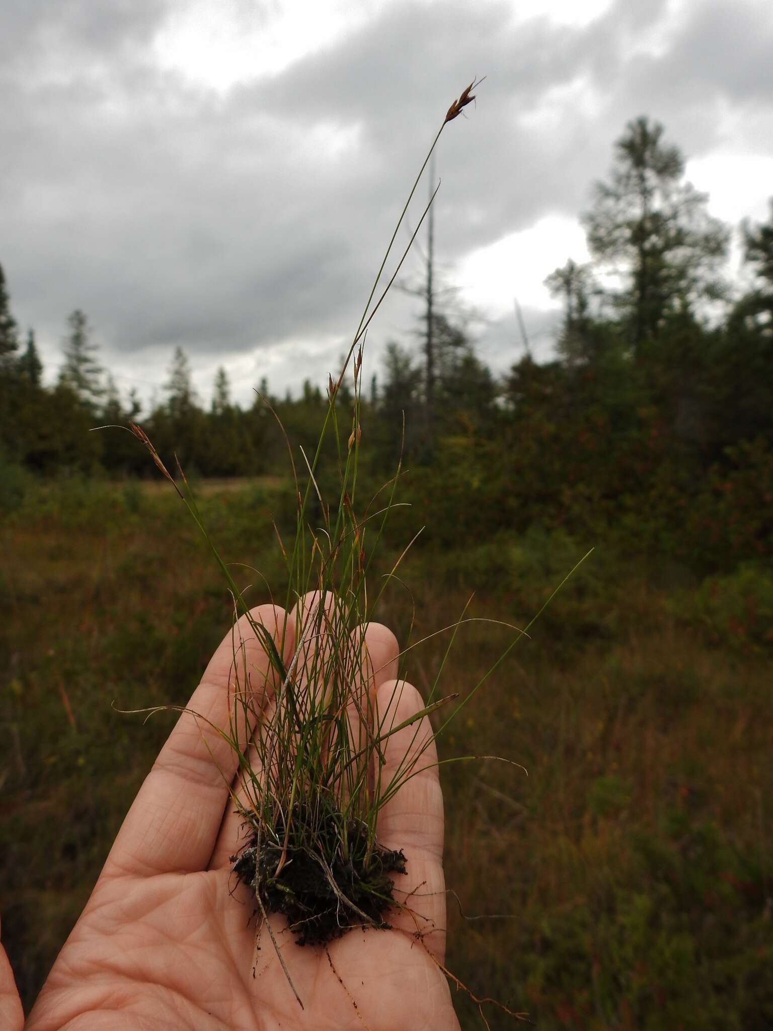 Image of needle beaksedge