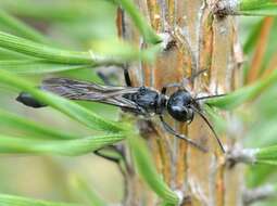 Image of Ammophila pubescens Curtis 1836