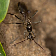 Image of Matabele ant