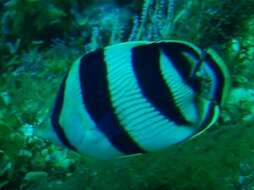 Image of Banded Butterflyfish