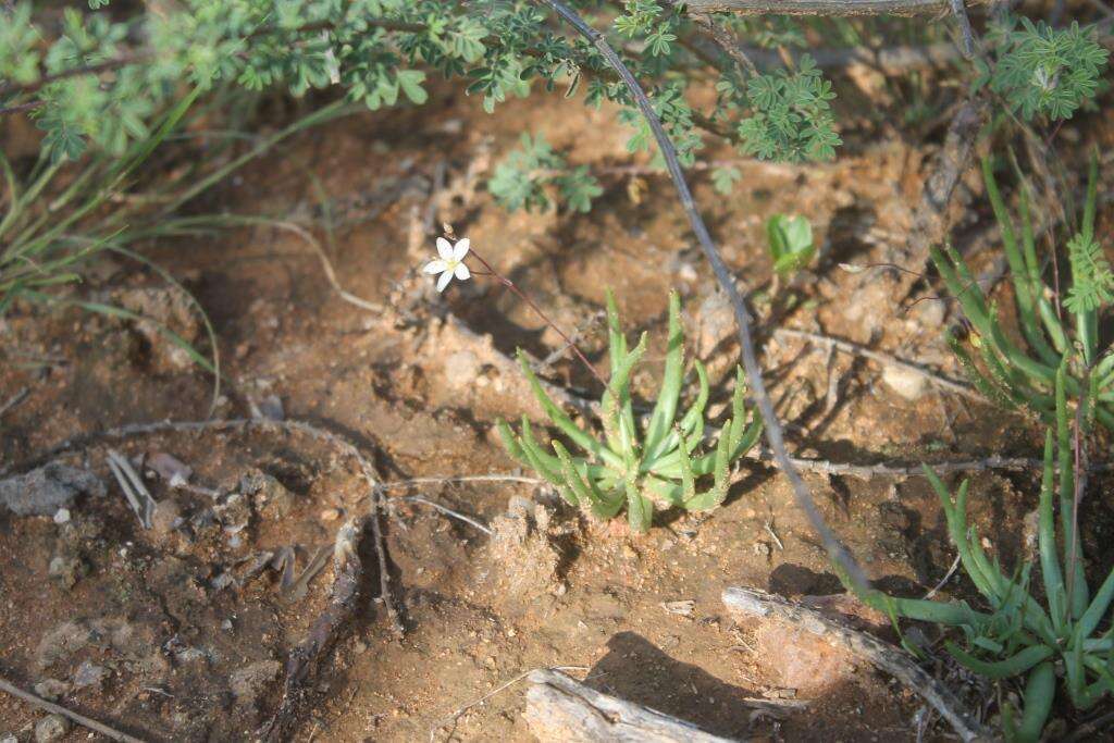 Imagem de Phemeranthus napiformis (DC.) Ocampo