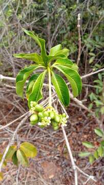 Image of Rauvolfia obtusiflora A. DC.