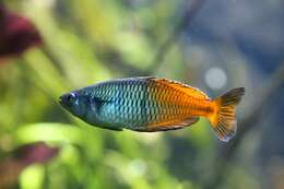 Image of Boeseman's Rainbowfish