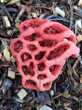 Image of Clathrus ruber P. Micheli ex Pers. 1801