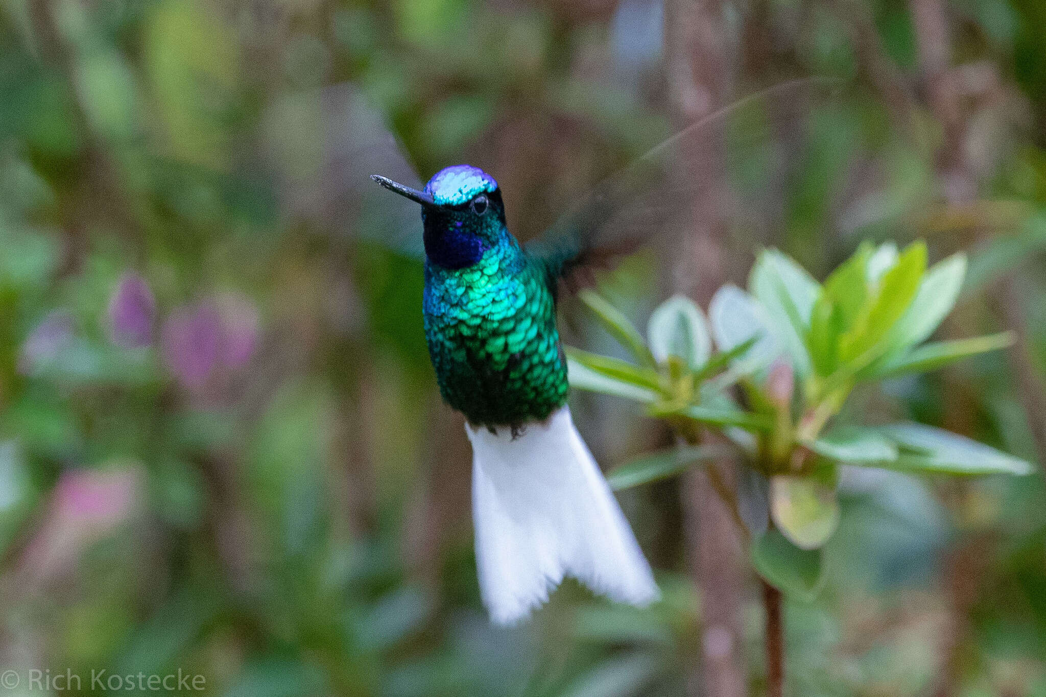 Image of White-tailed Starfrontlet