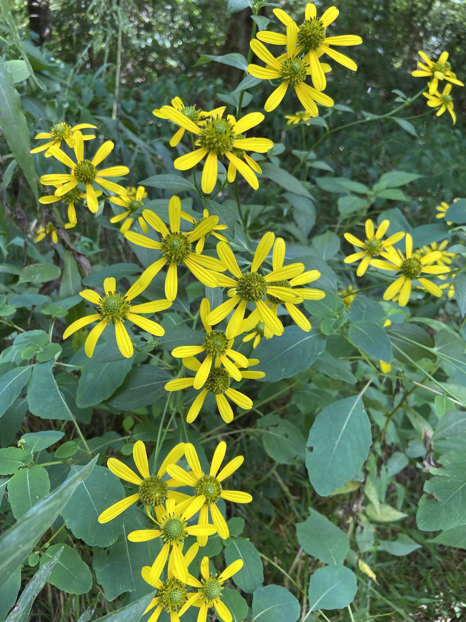 Image of <i>Rudbeckia <i>laciniata</i></i> var. laciniata