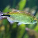 Image of African Long-finned Tetra