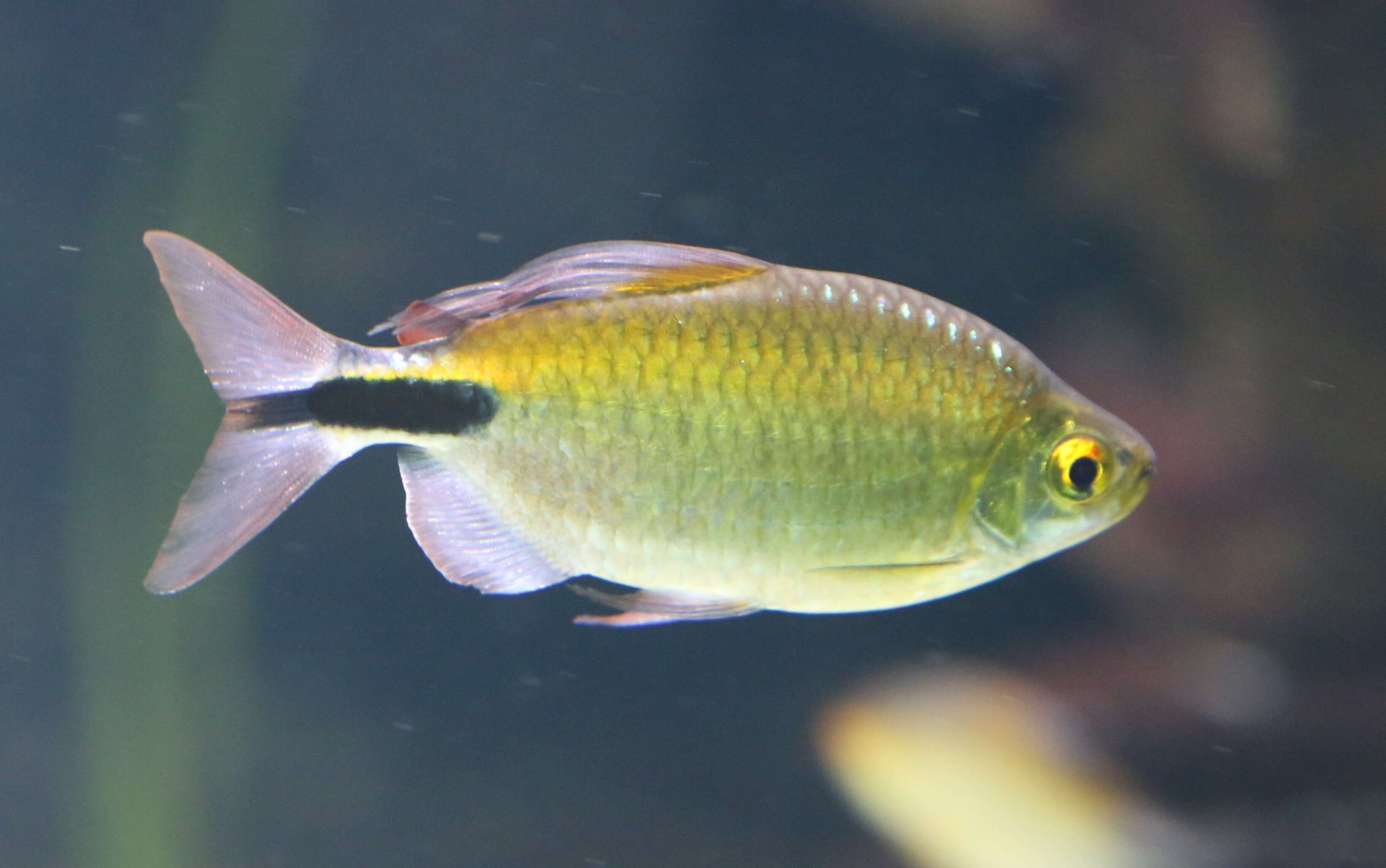Image of African Long-finned Tetra