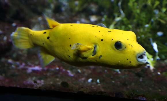 Image of Guinea fowl puffer