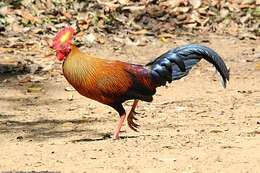 Image of Ceylon Junglefowl